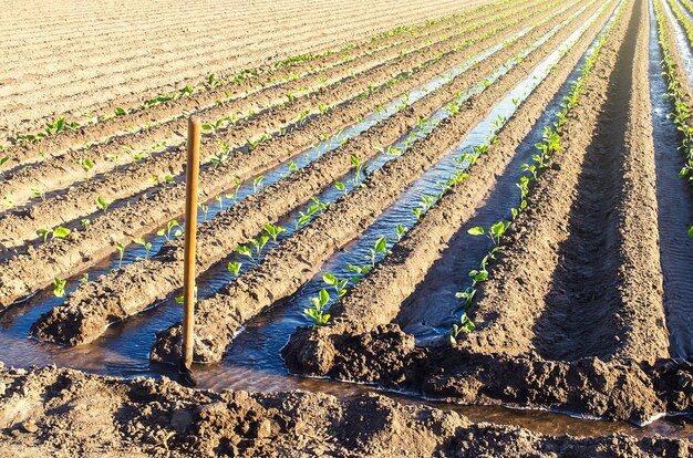 Bewässerung der Plantage junger Auberginensämlinge durch Bewässerungskanäle