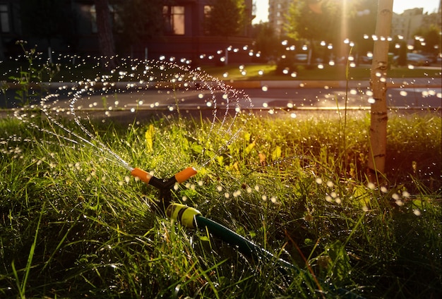 Bewässerung des Rasens mit automatischer Bewässerungssprinkleranlage bei Sonnenuntergang.