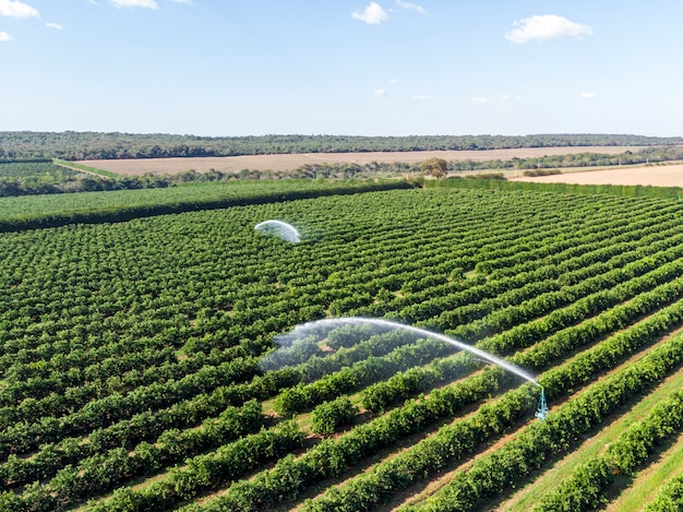 Bewässerung in der orangenplantage am sonnigen tag in brasilien