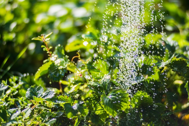 Bewässerung von Erdbeerpflanzen auf einer Plantage in der Sommerhitze Wassertropfen bewässern Pflanzen Gartenkonzept Landwirtschaftliche Pflanzen, die in der Bettreihe wachsen