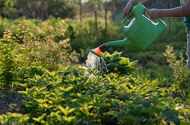 Bewässerung von Erdbeersämlingen im Garten auf dem Land