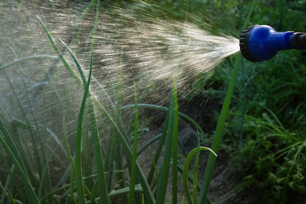 Bewässerung von Gemüse im Garten auf den Beeten Wassertropfen