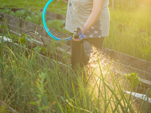 Bewässerung von Gemüse im Garten mit einem Bewässerungsschlauch Gemüsegarten Gartenkonzept