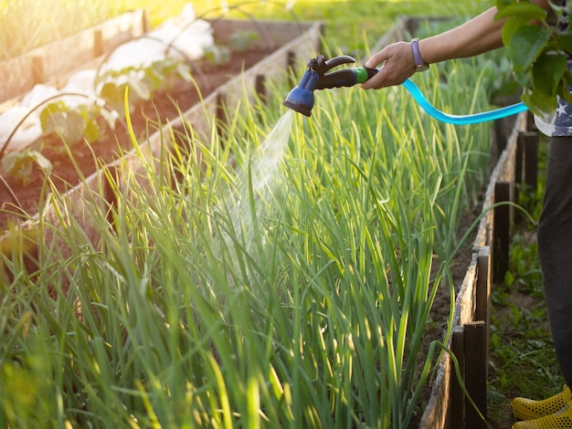 Bewässerung von Gemüse im Garten mit einem Bewässerungsschlauch Gemüsegarten Gartenkonzept