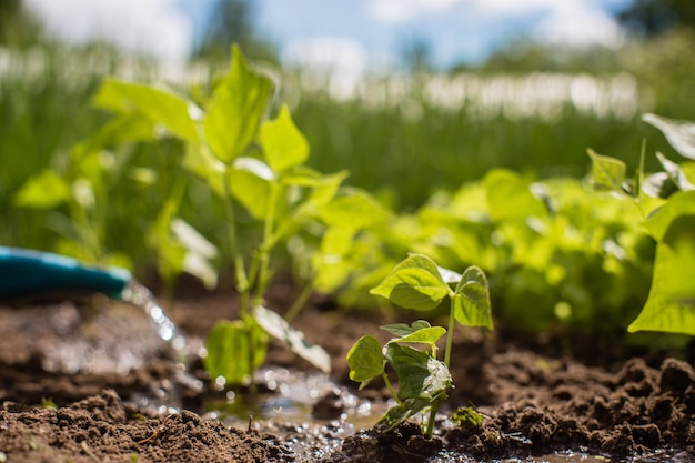 Bewässerung von Gemüsepflanzen auf einer Plantage in der Sommerhitze mit einer Gießkanne Gartenkonzept Landwirtschaftliche Pflanzen, die in der Bettreihe wachsen