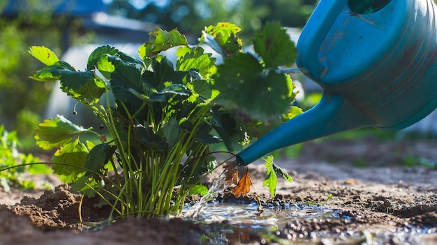 Bewässerung von Gemüsepflanzen auf einer Plantage in der Sommerhitze mit einer Gießkanne Gartenkonzept Landwirtschaftliche Pflanzen, die in der Bettreihe wachsen