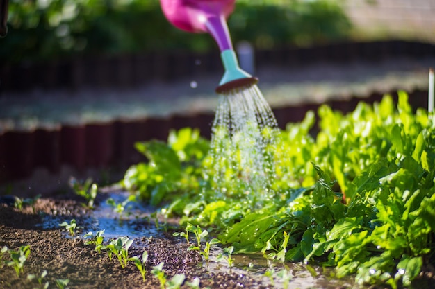 Bewässerung von Gemüsepflanzen auf einer Plantage in der Sommerhitze mit einer Gießkanne Gartenkonzept Landwirtschaftliche Pflanzen, die in der Bettreihe wachsen