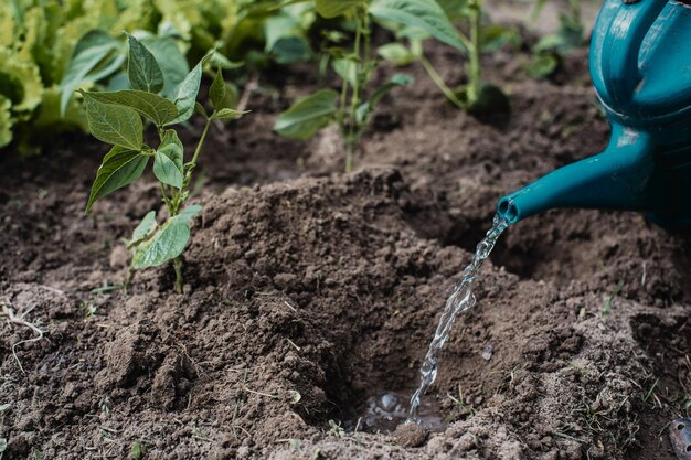 Bewässerung von Gemüsepflanzen auf einer Plantage in der Sommerhitze mit einer Gießkanne Gartenkonzept Landwirtschaftliche Pflanzen, die in der Bettreihe wachsen