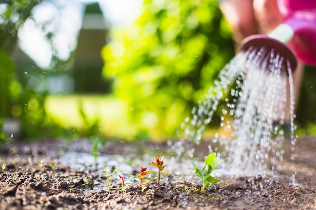 Bewässerung von Gemüsepflanzen auf einer Plantage in der Sommerhitze mit einer Gießkanne Gartenkonzept Landwirtschaftliche Pflanzen, die in der Bettreihe wachsen