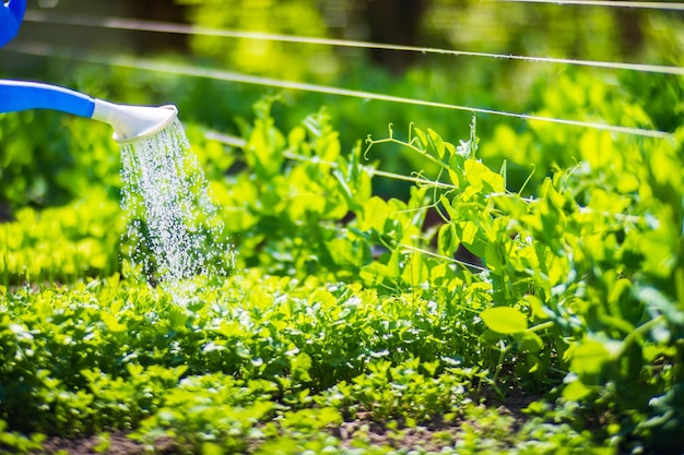 Bewässerung von Gemüsepflanzen auf einer Plantage in der Sommerhitze mit einer Gießkanne Gartenkonzept Landwirtschaftliche Pflanzen, die in der Bettreihe wachsen