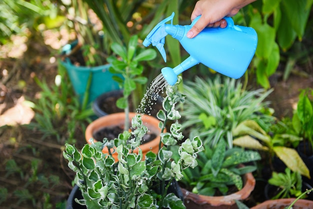 Bewässerungsanlage mit bunter blauer Gießkanne auf Topf im Garten.