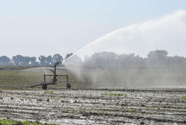 Bewässerungssystem auf dem Melonenfeld Bewässerungen der Felder Sprinkler