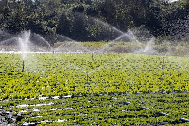 Bewässerungssystem in Aktion beim Gemüsepflanzen
