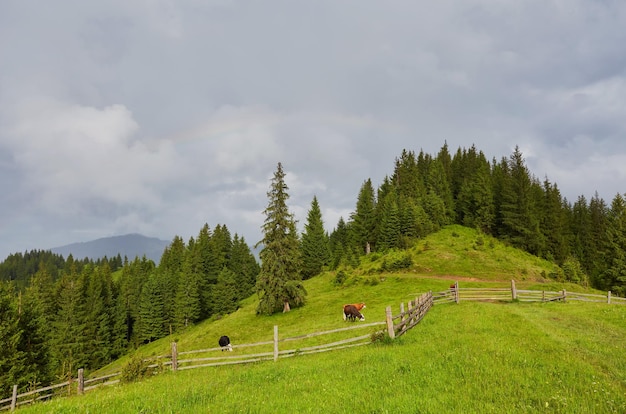 Bewaldete Hügellandschaft an einem bewölkten Tag, schöne Naturkulisse der Berglandschaft