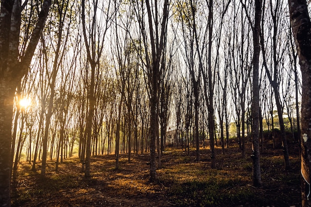 Bewaldete Waldbäume hinterleuchtet durch goldenes Sonnenlicht vor Sonnenuntergang mit Sonnenstrahlen, die durch Bäume auf Waldboden strömen, der Äste beleuchtet