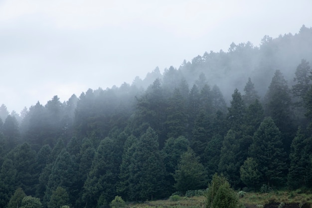 Bewaldeter Berg mit Nebel zwischen den Bäumen in Mexiko