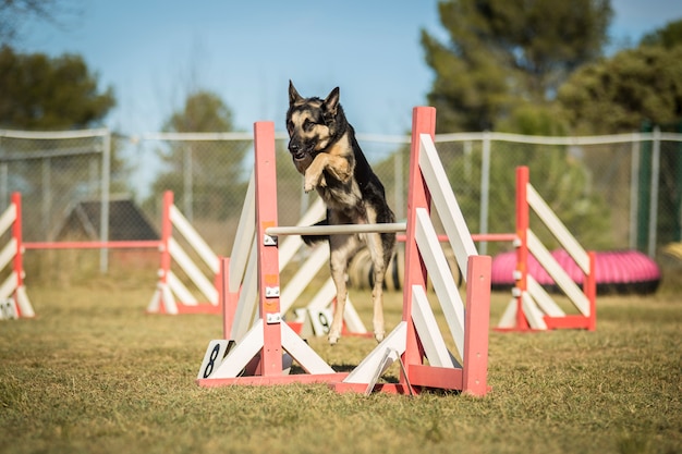 Foto beweglichkeit des hundes