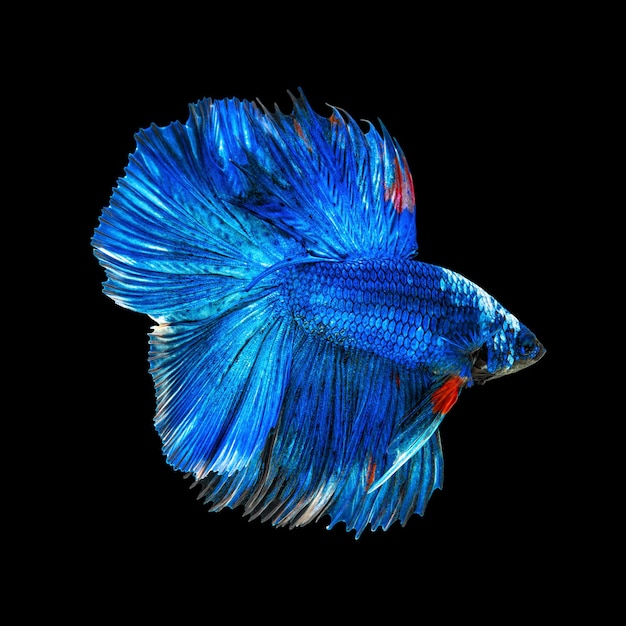 Bewegung schön von bunten siamesischen Betta-Fischen oder Halbmond-Betta Splendens Kampffischen