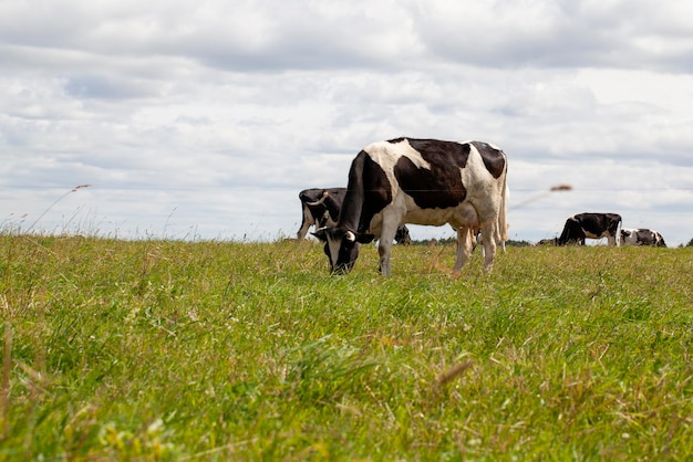 Beweidung einer Kuhherde auf einem Feld mit grünem Gras im Sommer