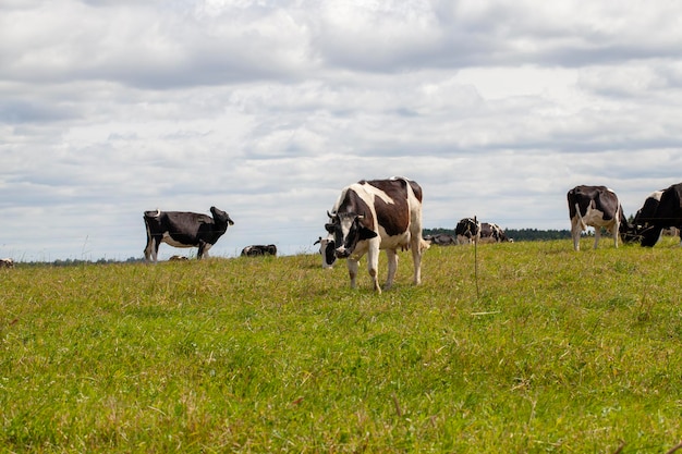 Beweidung einer Kuhherde auf einem Feld mit grünem Gras im Sommer
