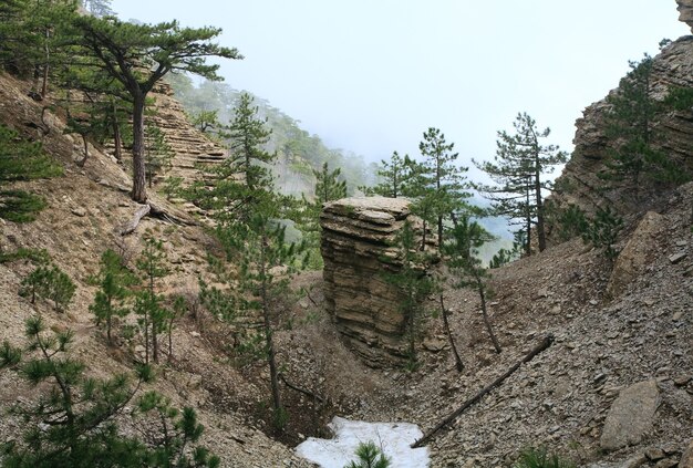 Foto bewölkter aj-petri-bergblick und kiefern am hang