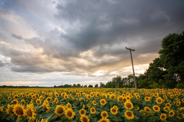 Bewölkter Himmel über einem Feld mit schönen gelben Sonnenblumen im Sommer