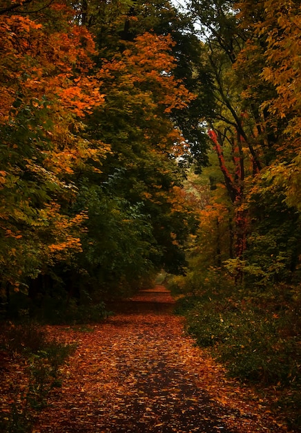 Bewölkter regnerischer nebliger Tag der Herbstlandschaft im selektiven Fokus des Parks