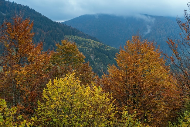 Bewölkter und nebliger Tag Herbstberge Szene Ruhige malerische reisende saisonale Natur- und Landschaftsschönheitskonzeptszene Karpaten Ukraine