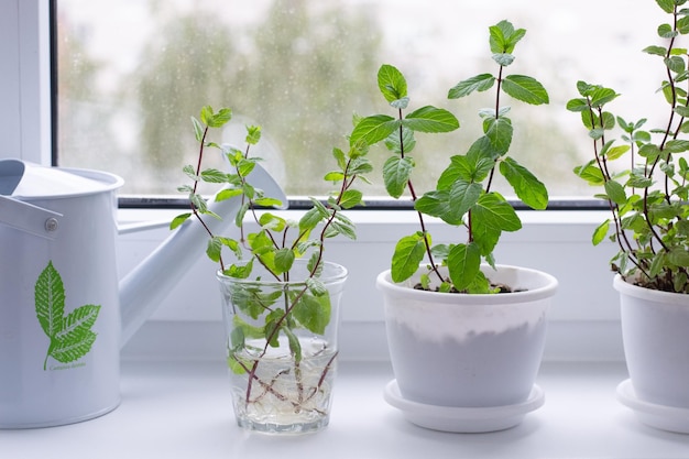 Bewurzelung der Minze auf der Fensterbank