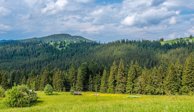 Bezaubernde schöne Sommerlandschaft einer grünen Wiese auf einem Hügel mit Blick auf einen dichten Nadelwald. Berge an einem wolkig warmen Sommertag