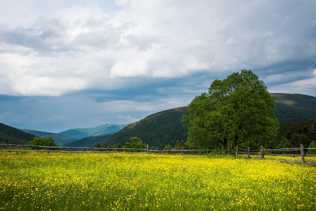 Bezaubernde schöne Sommerlandschaft einer grünen Wiese auf einem Hügel mit Blick auf einen dichten Nadelwald