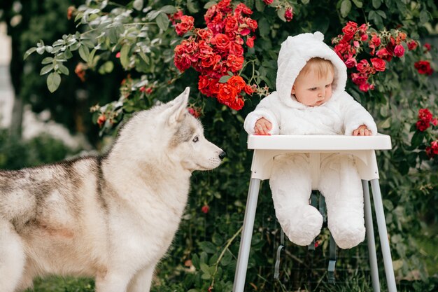Bezauberndes Baby im Bärenkostüm, das im Hochstuhl mit Husky-Hund im Freien nahe Büschen mit roten Blumen sitzt