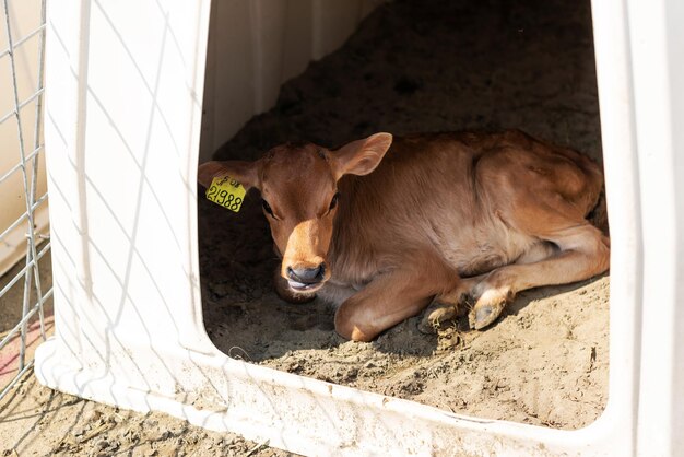 Bezerinho fofo com brincos em um cercado individual fazenda de vacas para gado