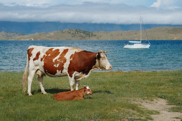 Bezerrinho e vaca mãe no campo com um yacth ao fundo