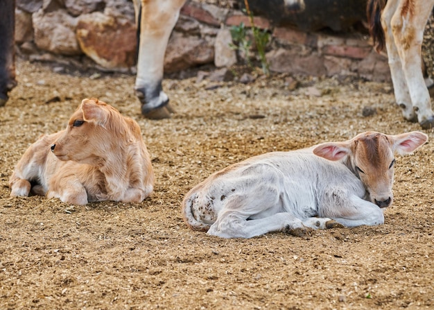 Bezerro adorável no conceito de descanso do prado da vida rural