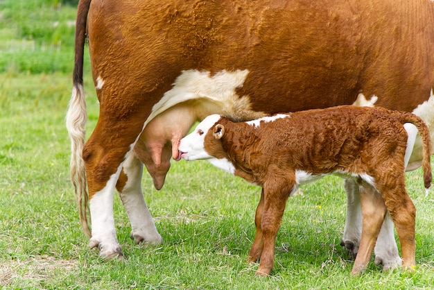 Foto bezerro bebendo leite da mãe. vaca com bezerro recém-nascido na grama verde do prado.