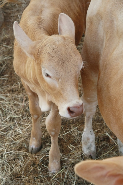 Bezerro com mãe em uma fazenda