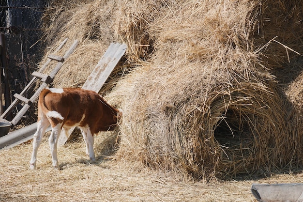 Bezerro come feno com a cabeça presa em um palheiro em um dia de verão em uma fazenda