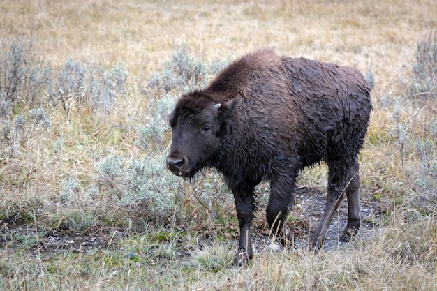 Bezerro de bisão americano vagando no parque nacional de yellowstone