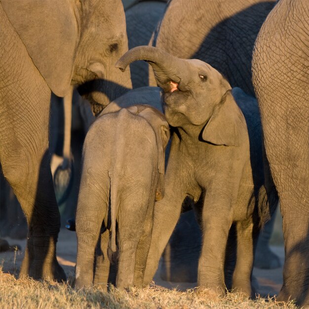 Bezerro de elefante e sua mãe