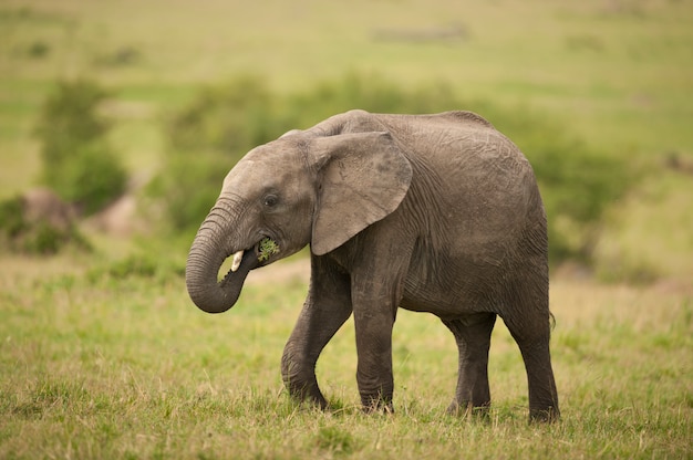 Bezerro de elefante na savana