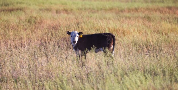 Bezerro de vaca em um campo de fazenda verde