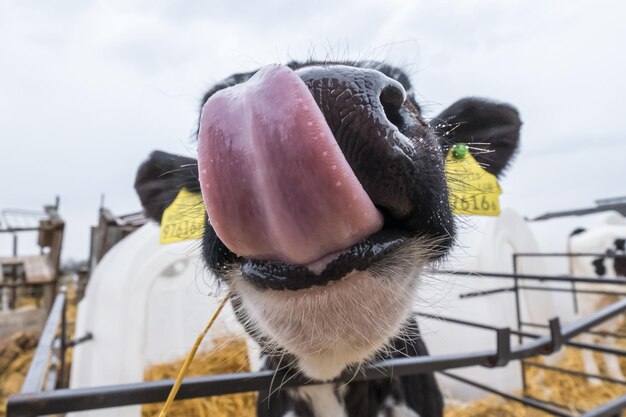 Bezerro engraçado mostra língua rosa Fazenda de vacas de gado Bezerro branco preto está olhando para a câmera com interesse estábulo