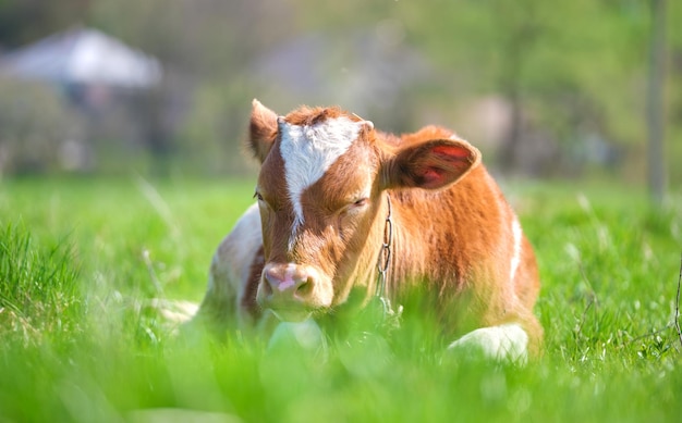 Bezerro jovem descansando na grama de pastagem verde no dia de verão Alimentação de gado em pastagens agrícolas