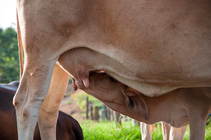 Foto bezerro mamando leite na vaca.