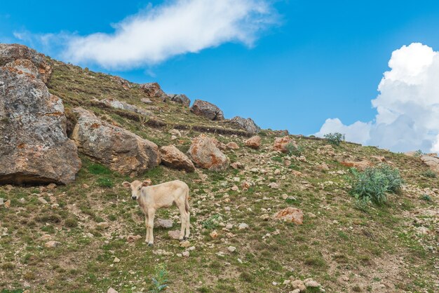 Bezerro na encosta de uma montanha rochosa