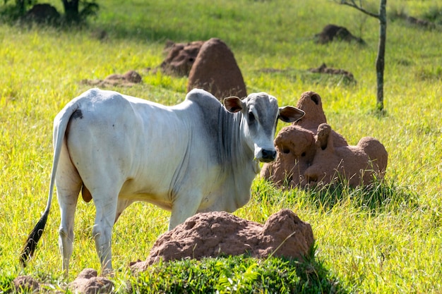 Foto bezerro nelore na pastagem da fazenda