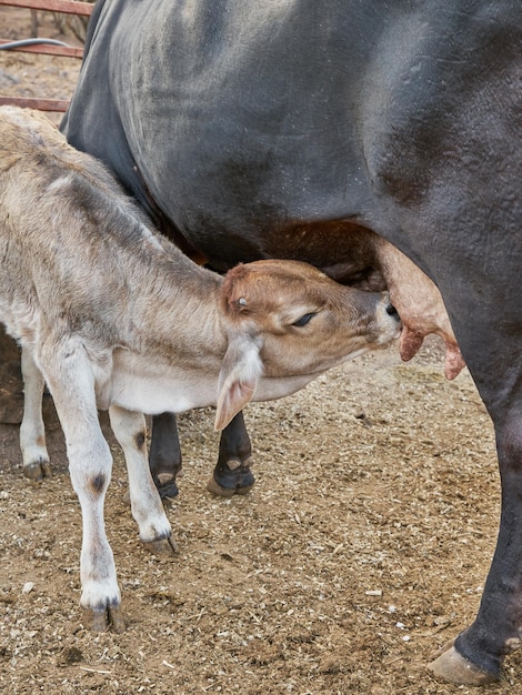 Bezerro se alimentando do conceito de fazenda rural do úbere de sua mãe