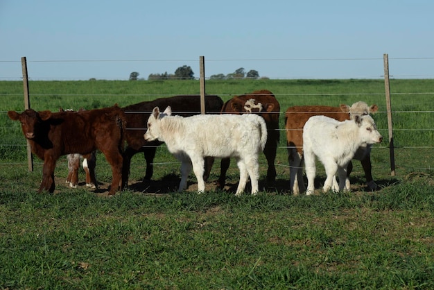 Bezerro Shorthorn branco no campo argentino La Pampa província Patagônia Argentina