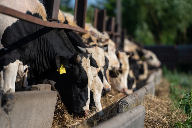 bezerros jovens comem feno na baia da fazenda